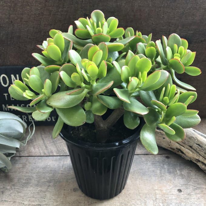 【お買得】カネノナルキ 金のなる木 多肉植物 観葉植物 グリーン ピンク★格安★ Amazon｜ノーブランド品 金のなる木 5号 花月 多肉植物 観葉植物